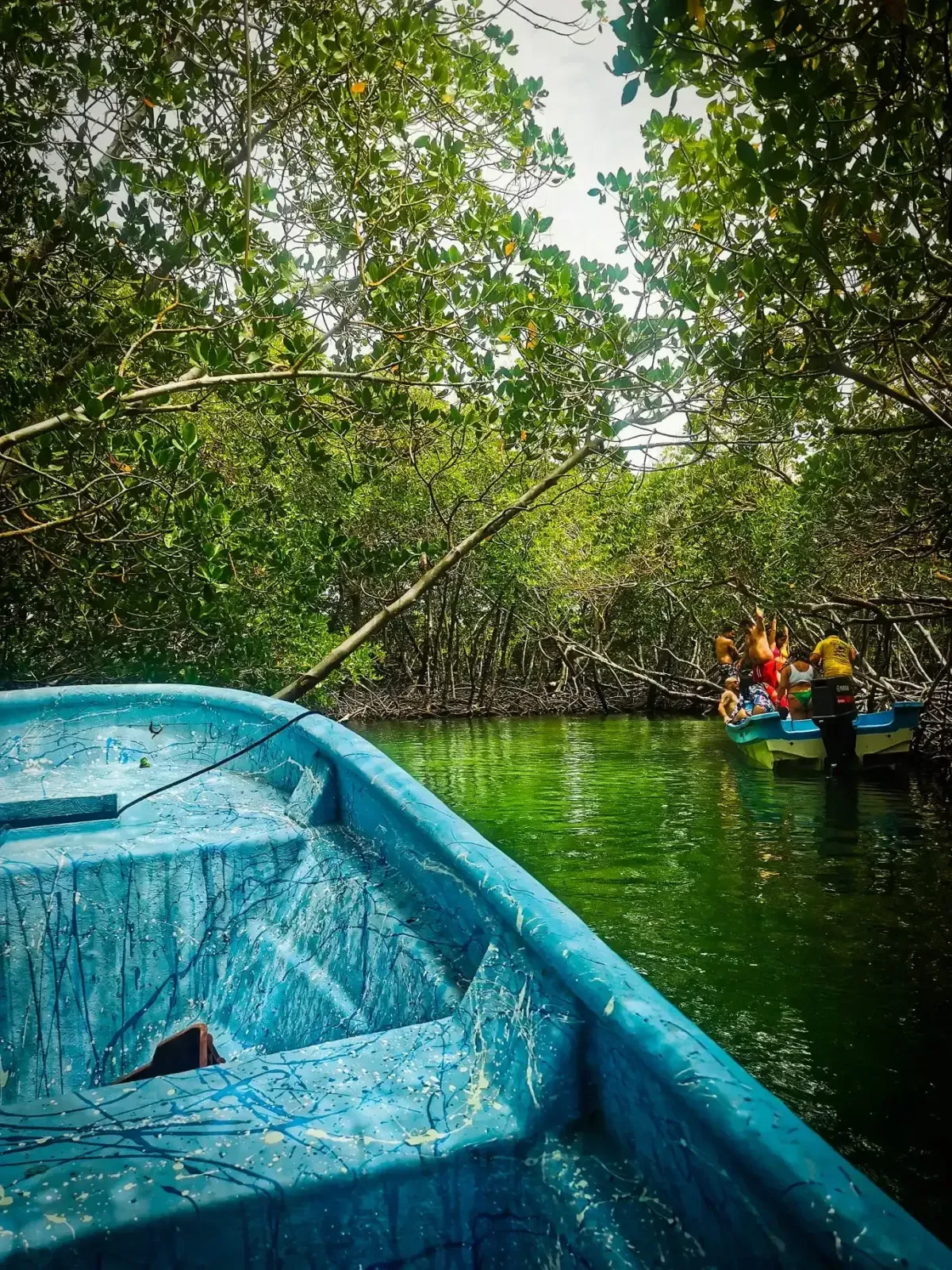mangrovníky u Punta Rucia