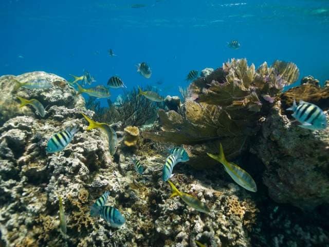 fotografie podmorskeho sveta v cayo arena