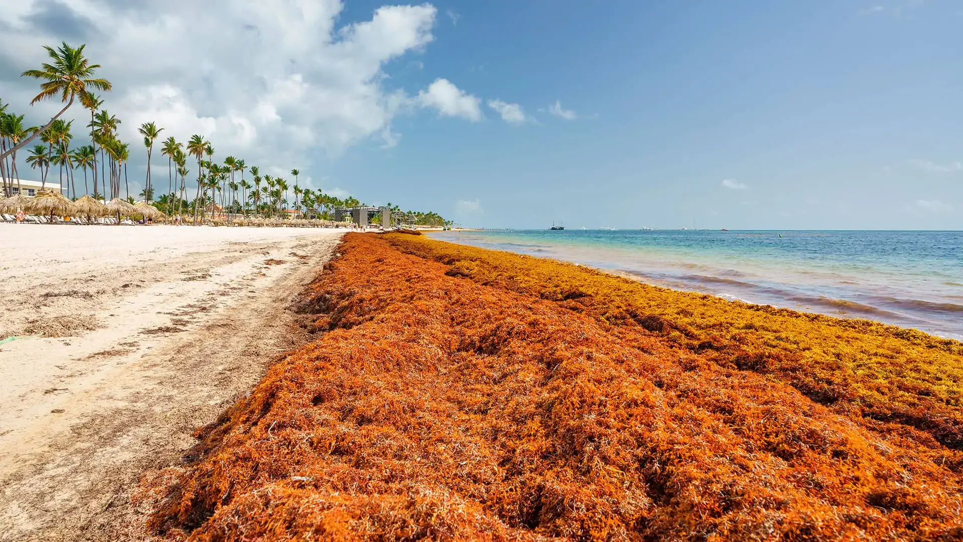 mořské řasy v Punta Cana