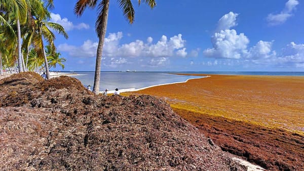 morske rasy v punta cana dominikanska republika